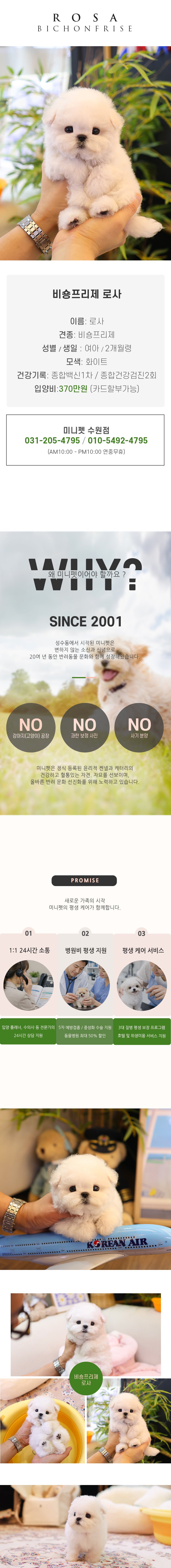 비숑프리제 - 로사 (여아)