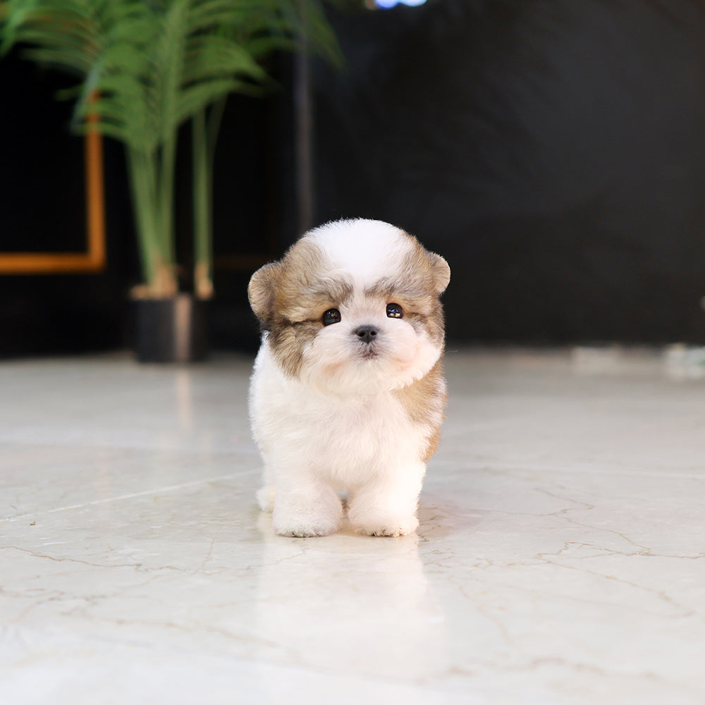 푸들 - 포도 (남아)