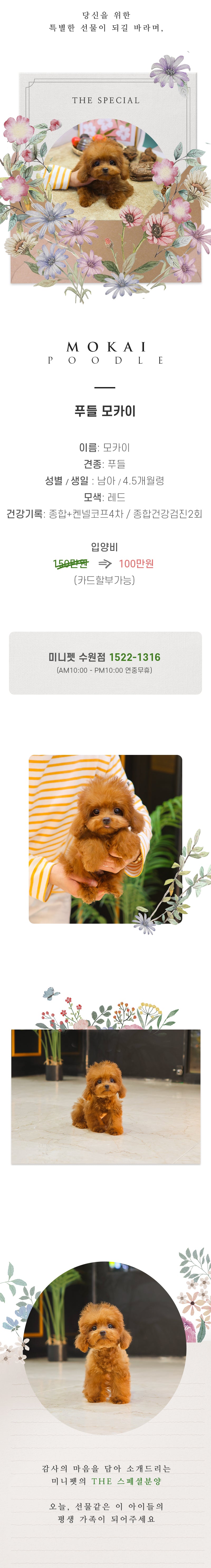 푸들 - 모카이 (남아)