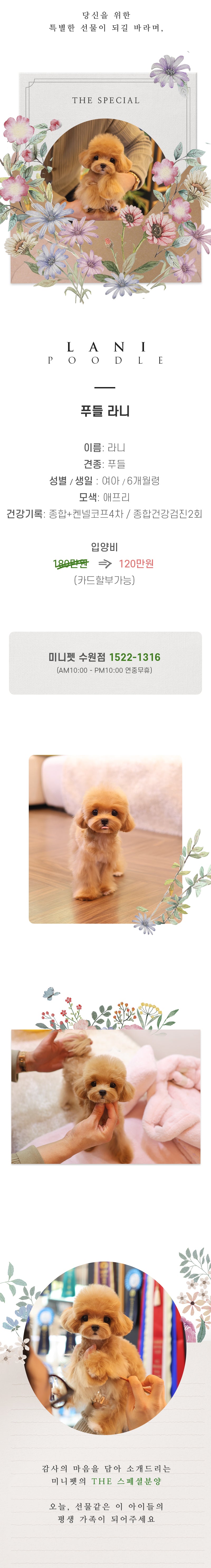 푸들 - 라니 (여아)