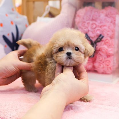 말티푸 - 다람 (여아)