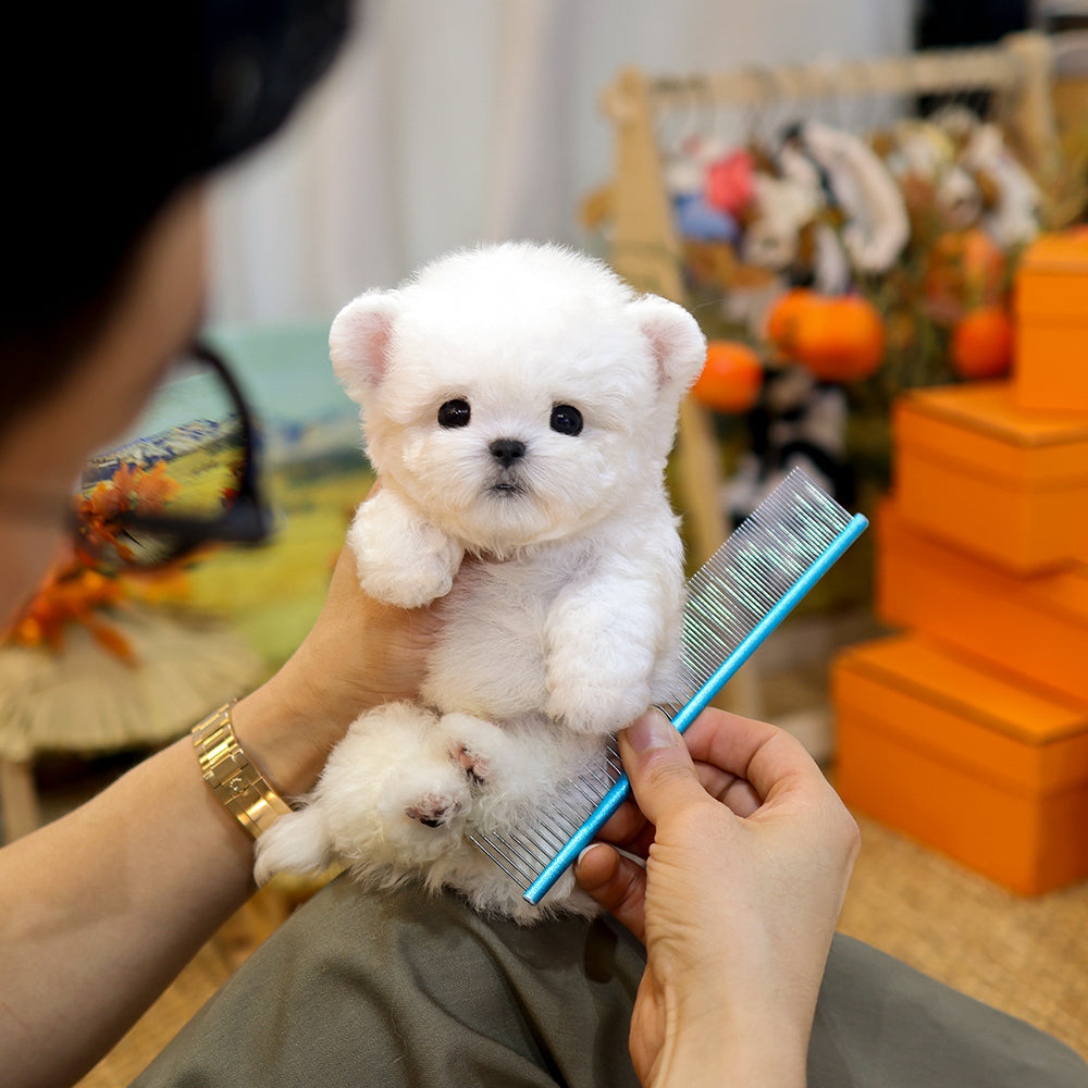 비숑프리제 - 설화 (남아)