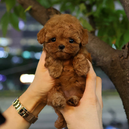 푸들 - 가을 (여아)