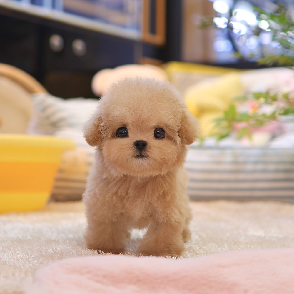 푸들 - 미오 (여아)