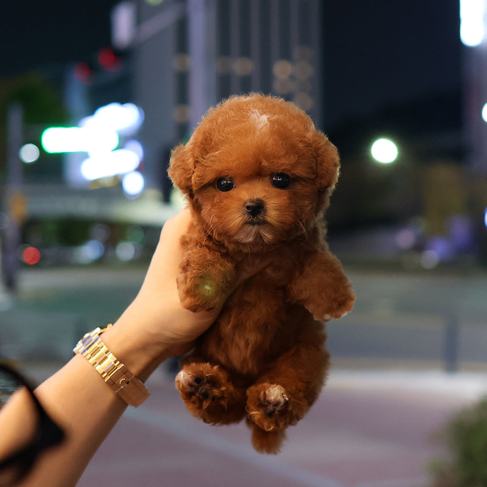푸들 -지프 (여아)