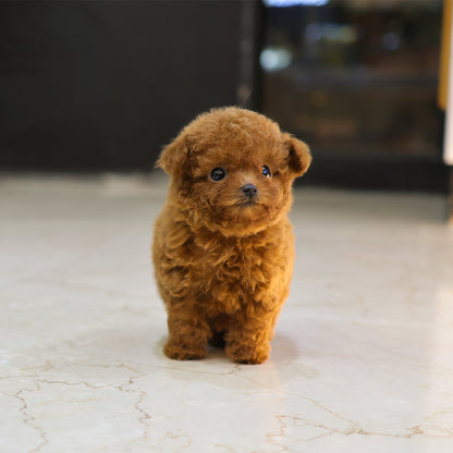 푸들 - 까까 (여아)