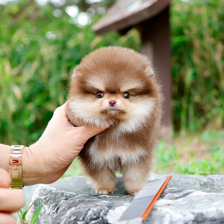 포메라니안 - 카츄 (남아)