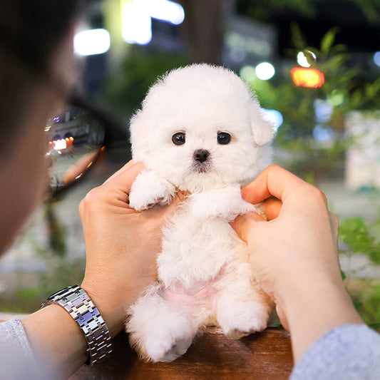 비숑프리제 – 짜미(여아)