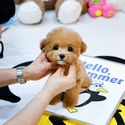 푸들 - 슈퍼(남아)