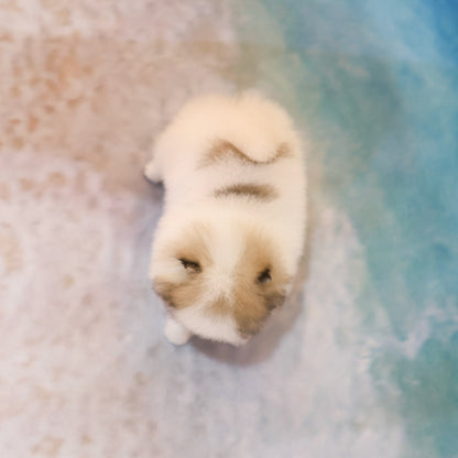 포메라니안 - 라미 (여아)