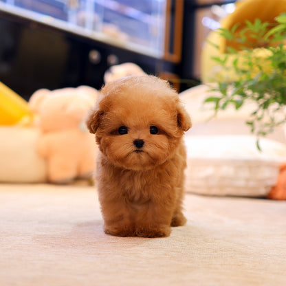 푸들 - 참깨 (남아)