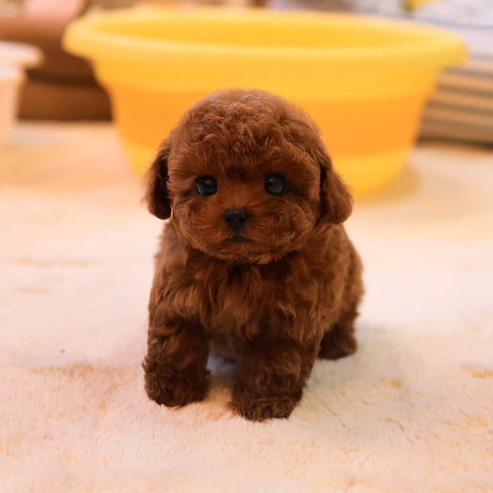 푸들 - 티젠 (여아)