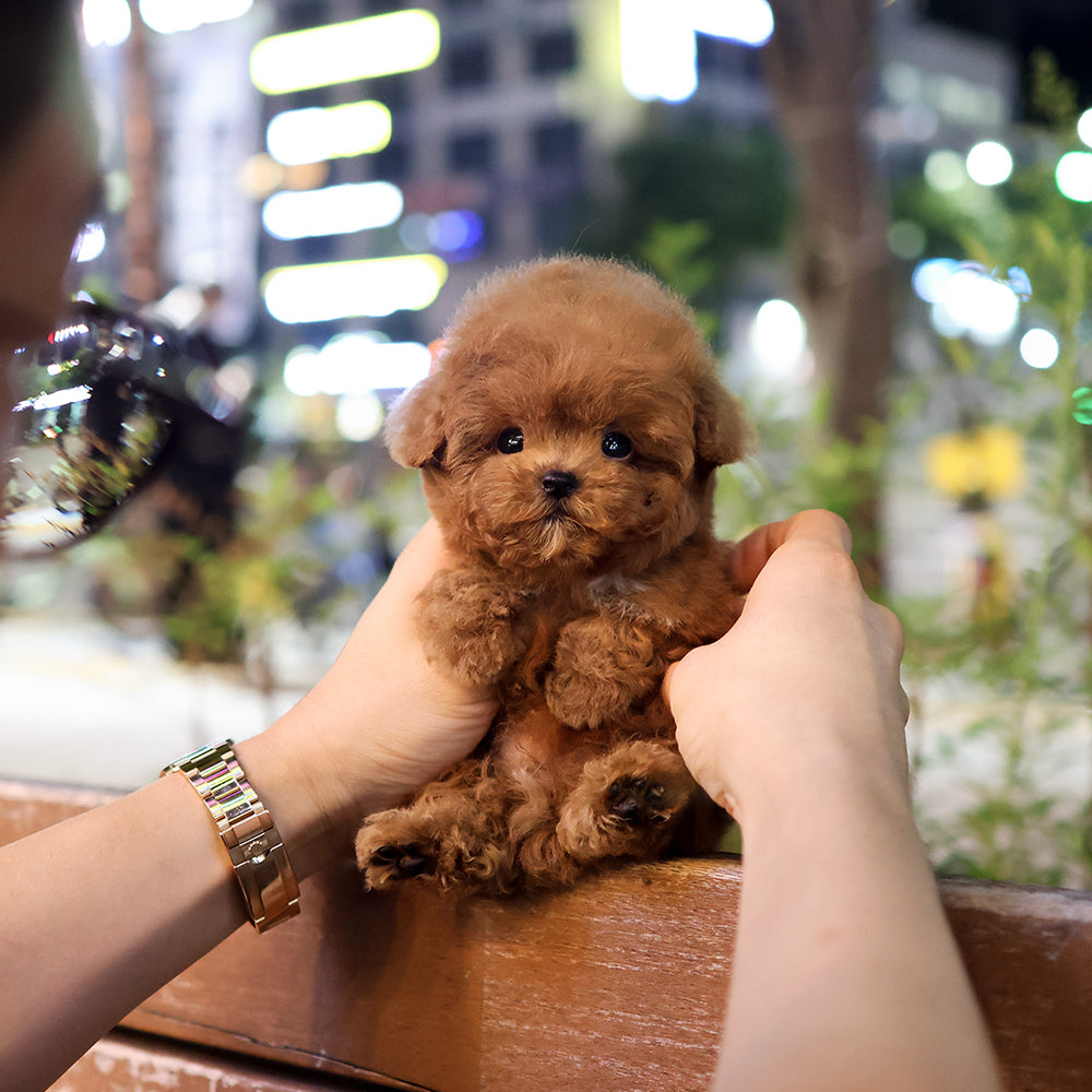 푸들 - 연두부 (남아)