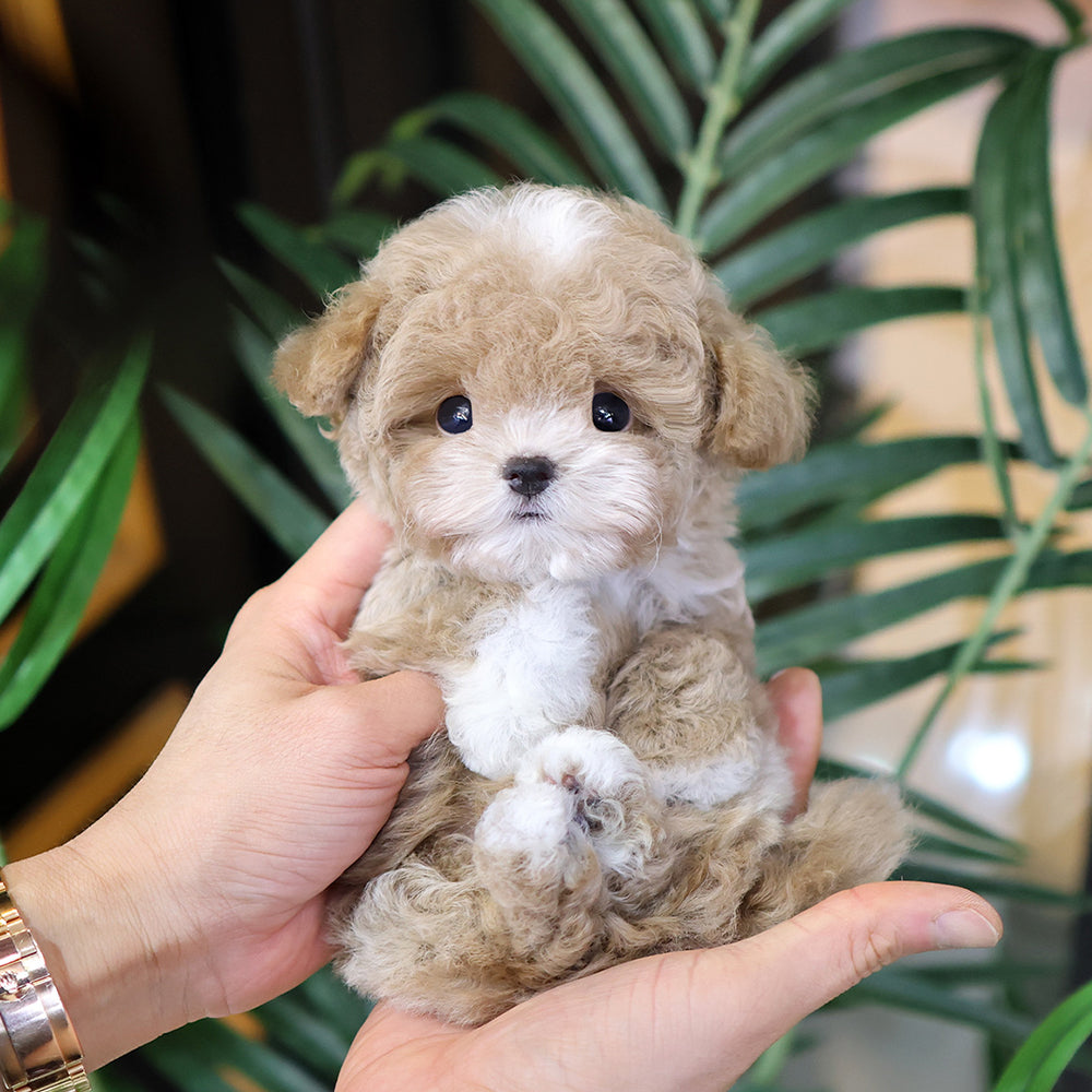 푸들 - 레몬 (남아)