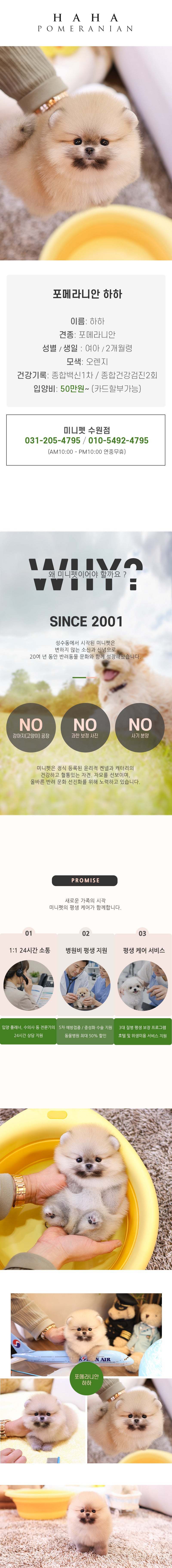 포메라니안 – 하하(여아)