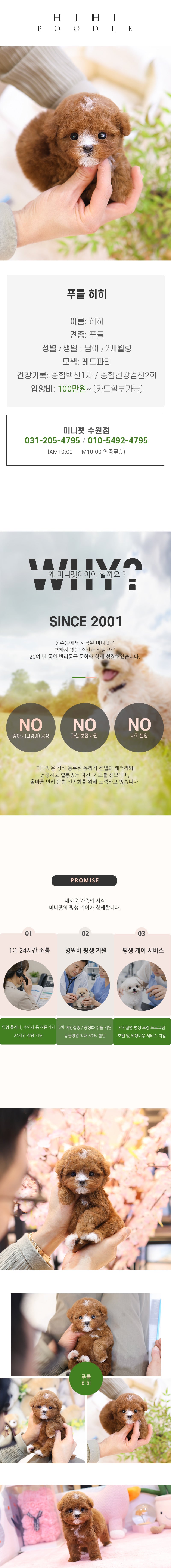 푸들 – 히히(남아)