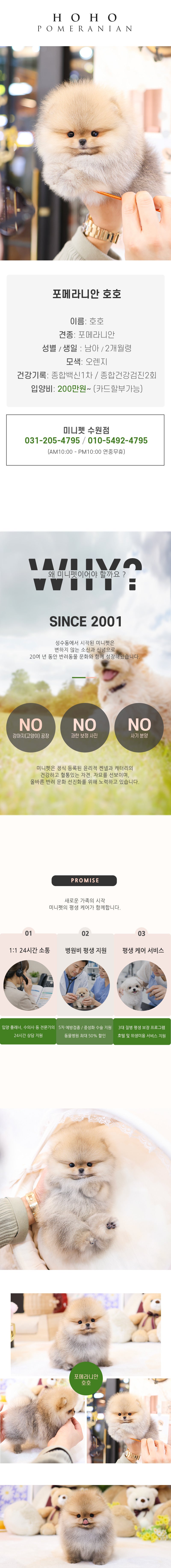 포메라니안 - 호호 (남아)