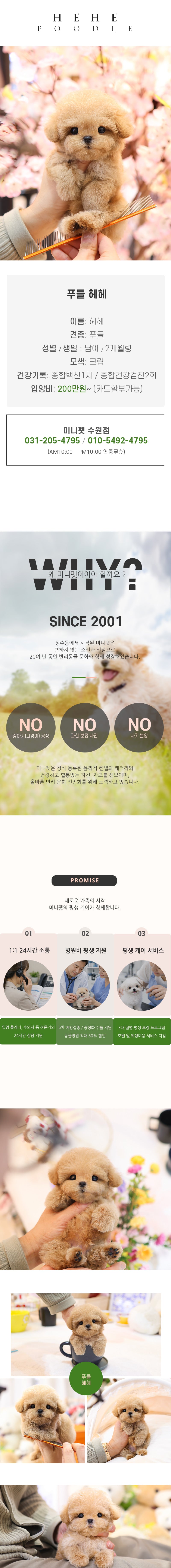푸들 - 헤헤 (남아)