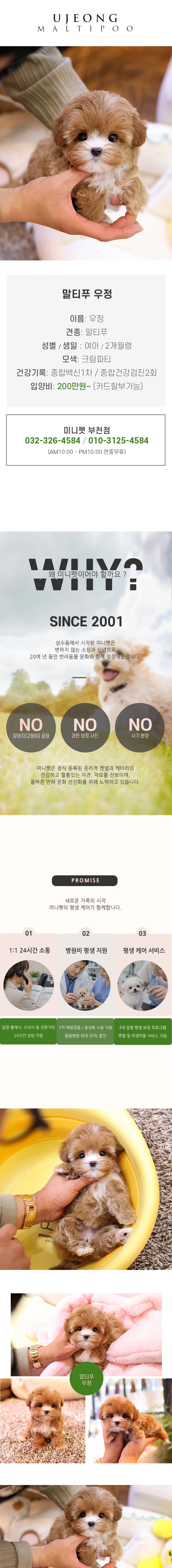말티푸 – 우정(여아)