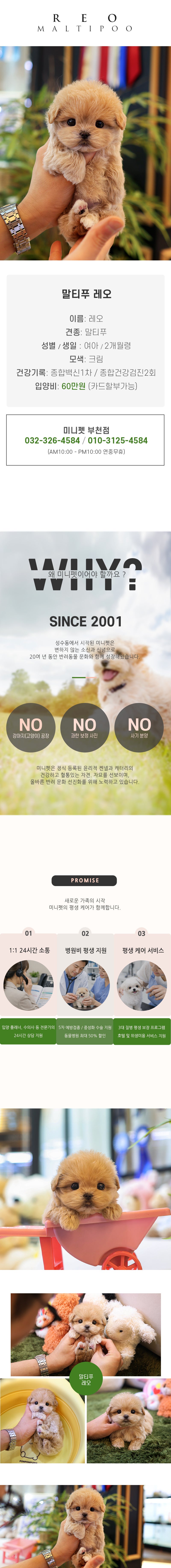 말티푸 - 레오 (여아)