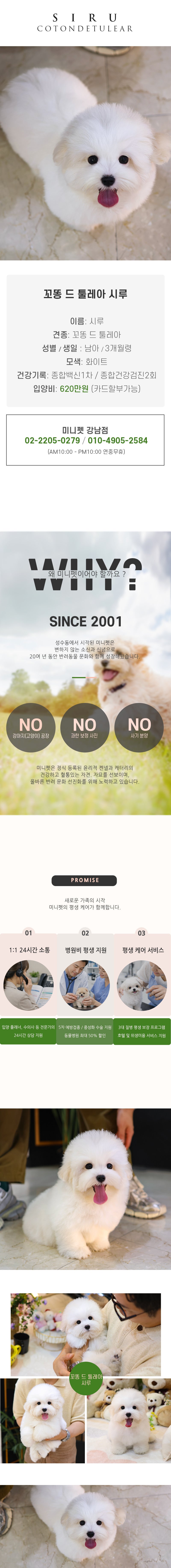 꼬똥 드 툴레아 - 시루 (남아)