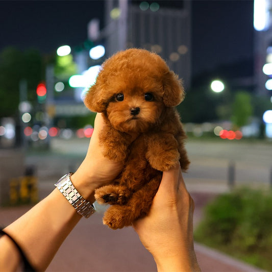 푸들 - 수정 (여아)