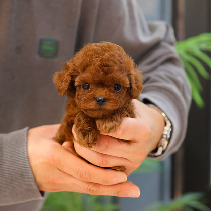 푸들 - 후루 (여아)