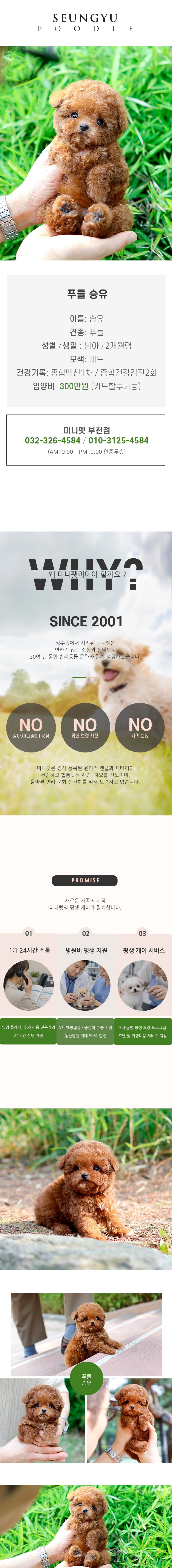 푸들 - 승유 (남아)