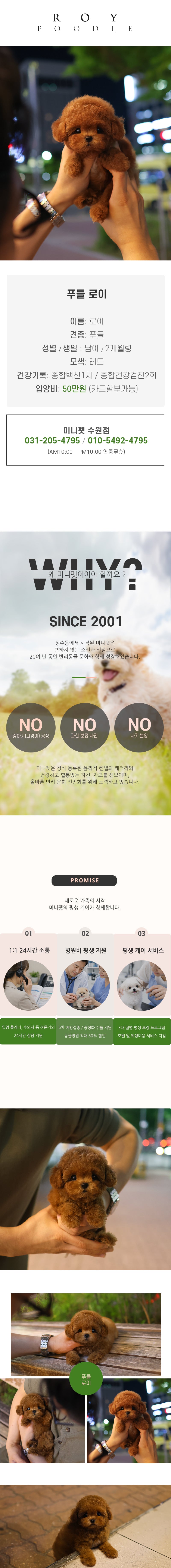 푸들 - 로이 (남아)