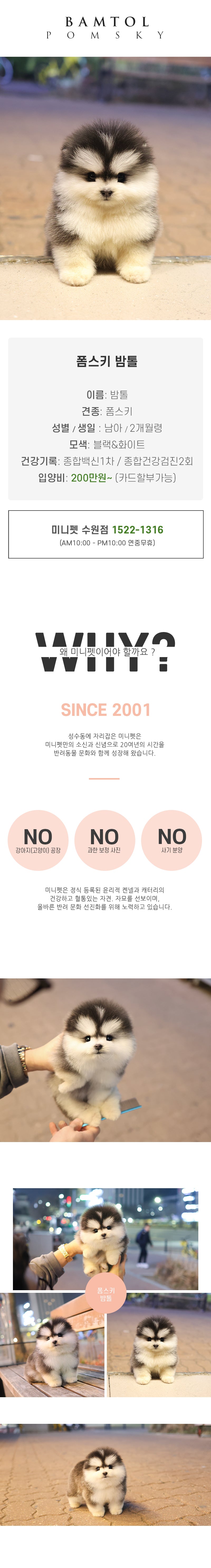 폼스키 - 밤톨 (남아)