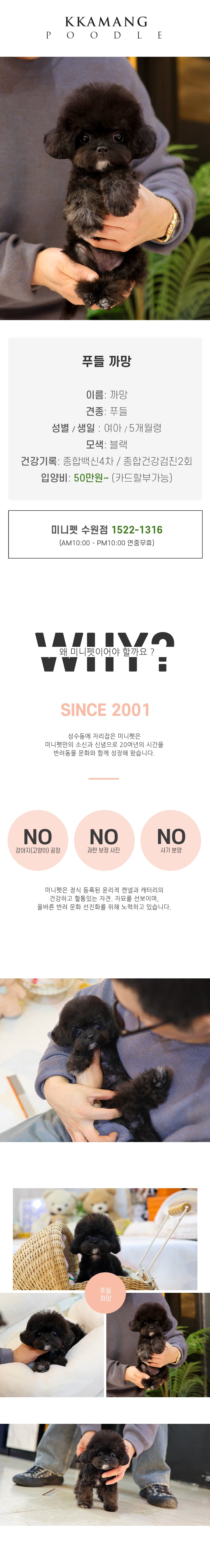 푸들 - 까망 (여아)