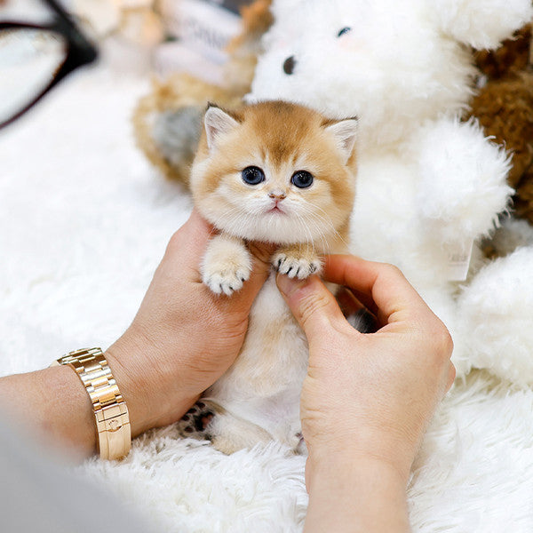 브리티쉬숏헤어 - 동순 (여아)