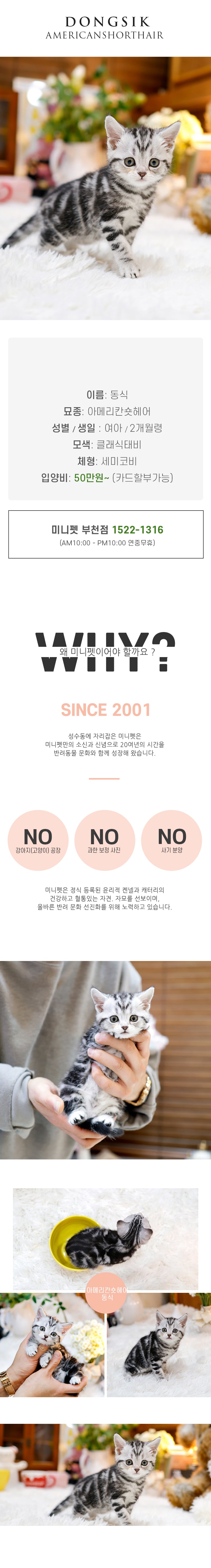 아메리칸숏헤어 - 동식 (여아)