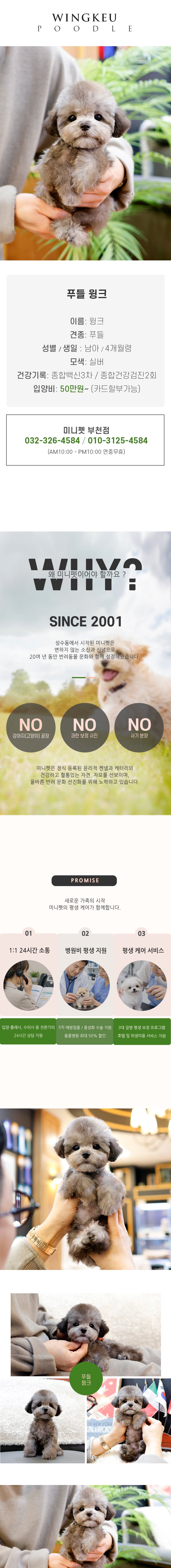 푸들 - 윙크 (남아)