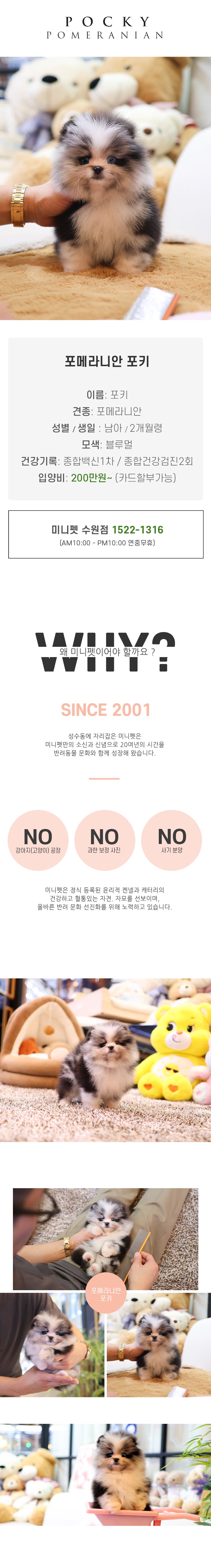 포메라니안 - 포키 (남아)