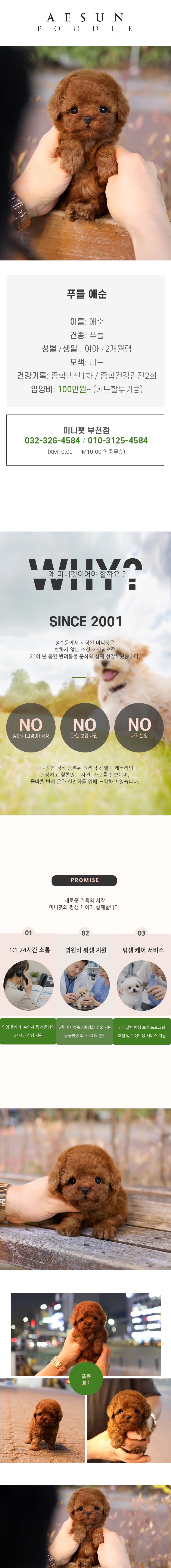 푸들 - 애순 (여아)