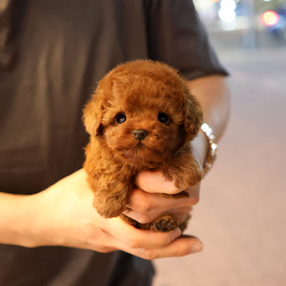 푸들 - 애순 (여아)