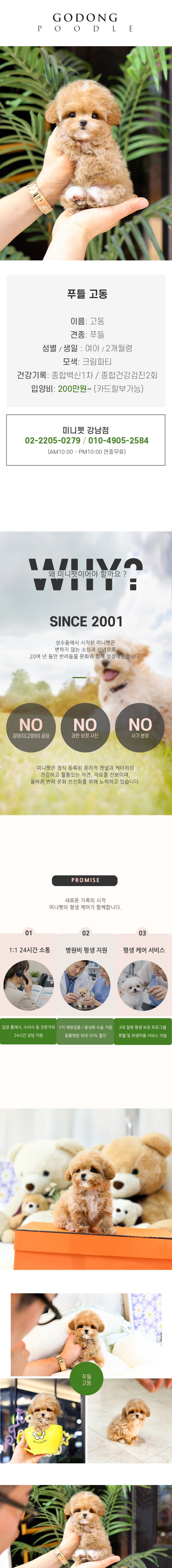 푸들 - 고동 (여아)