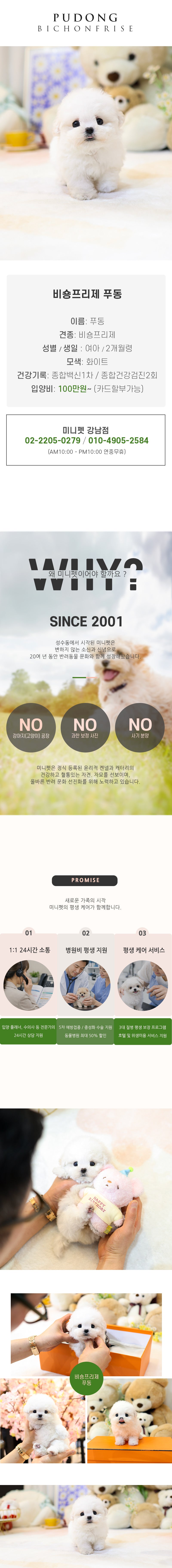 비숑프리제 - 푸동 (여아)