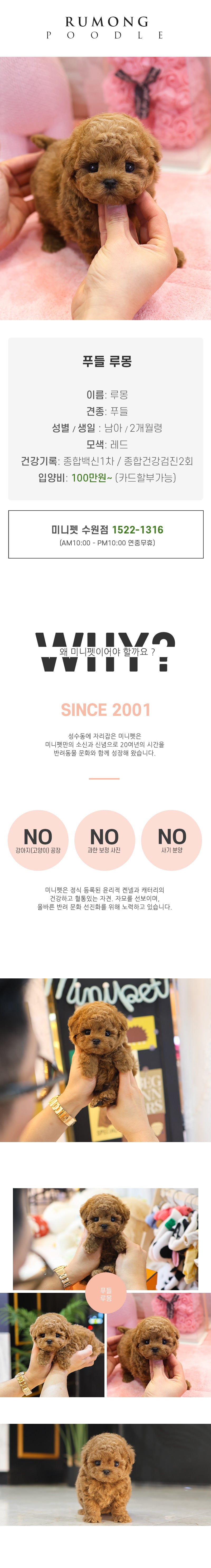 푸들 - 루몽 (남아)