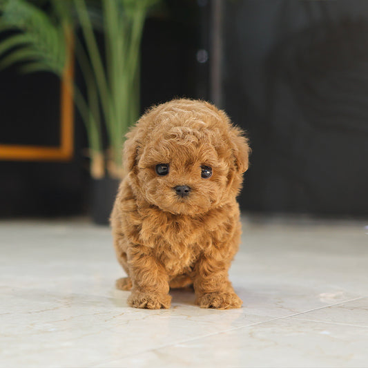 푸들 - 루몽 (남아)