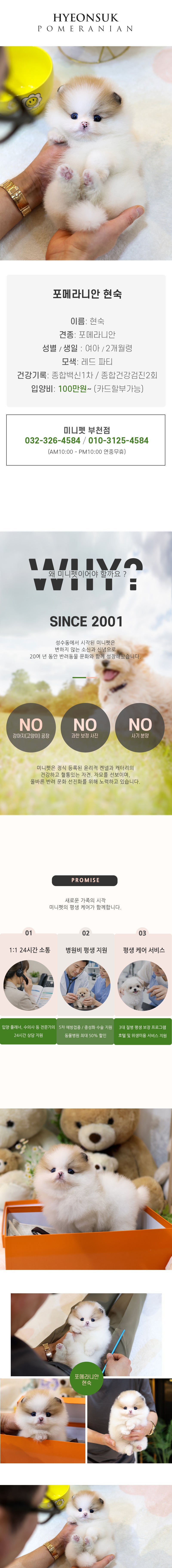 포메라니안 - 현숙 (여아)