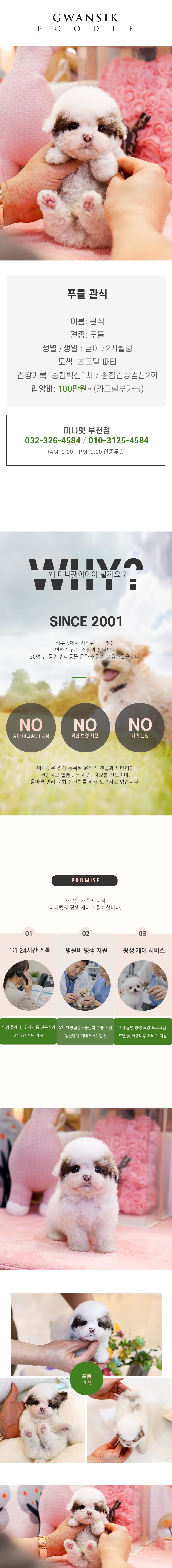 푸들 - 관식 (남아)