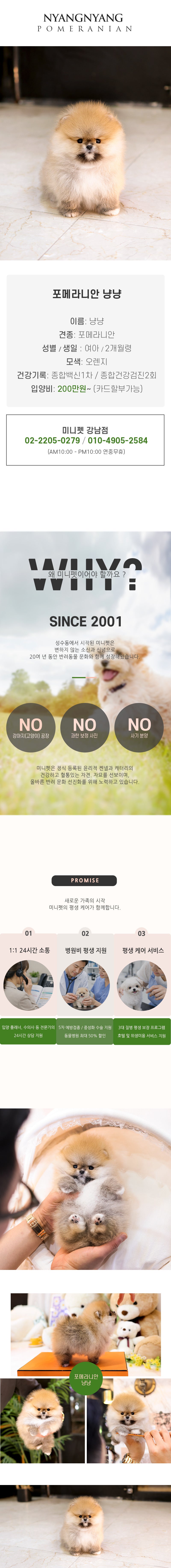 포메라니안 - 냥냥 (여아)