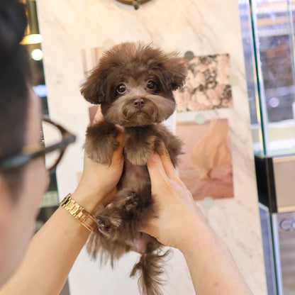 푸들 - 후리 (남아)