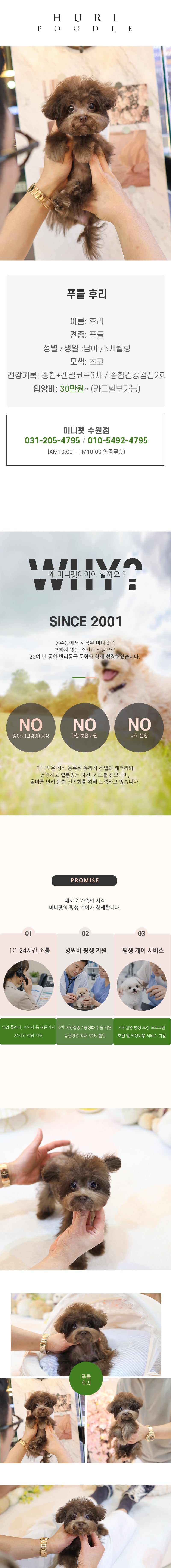 푸들 - 후리 (남아)