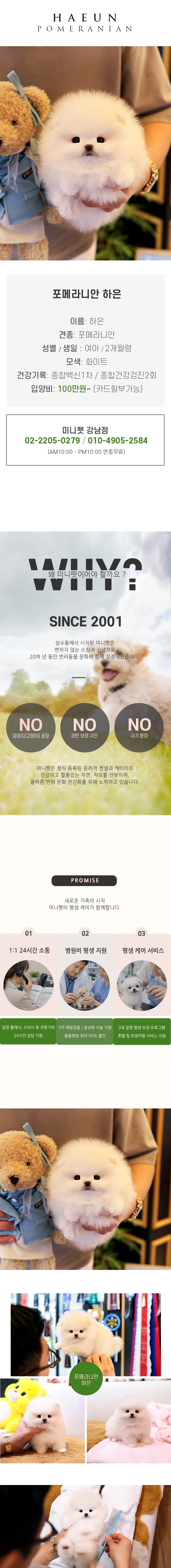 포메라니안 - 하은 (여아)
