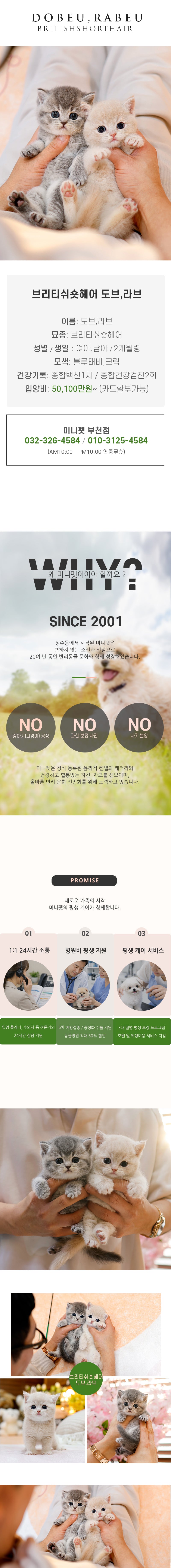 브리티쉬숏헤어 -도브(여아)라브(남아)