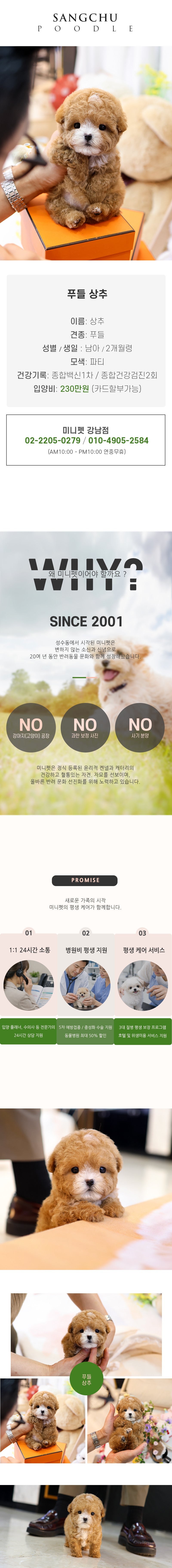 푸들 - 상추 (남아)