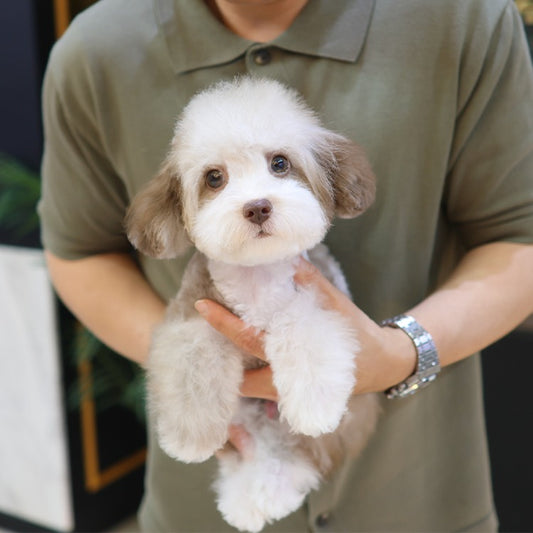 푸들 - 마카오 (남아)